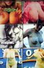 collective obsessions 01
