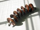 bug spirally shape, but inorganic