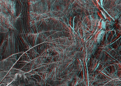 Felix Wilson 2011,The Cartesian Grove#1, Digital print, 80x100cm copy