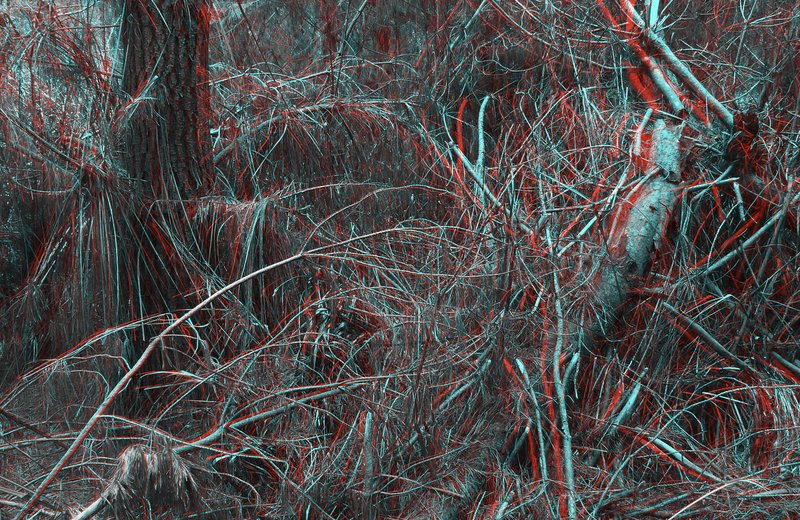 Felix Wilson 2011,The Cartesian Grove#1, Digital print, 80x100cm copy