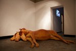 Sharp Hot Stink, Installation view #3, Photographer- Adrian Gebers